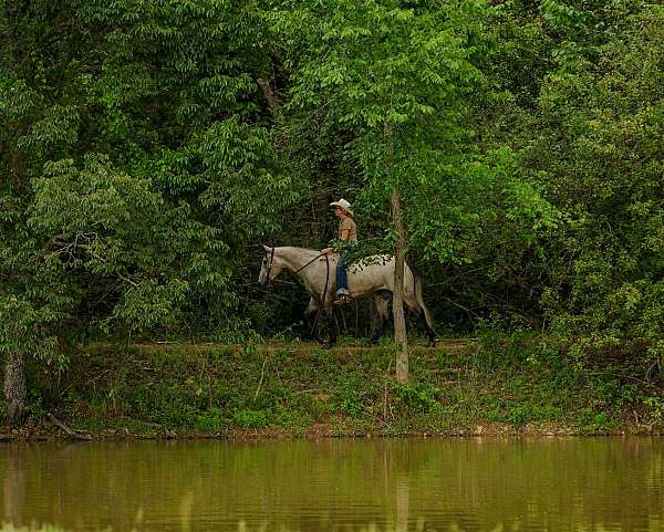 trail-riding-quarter-horse