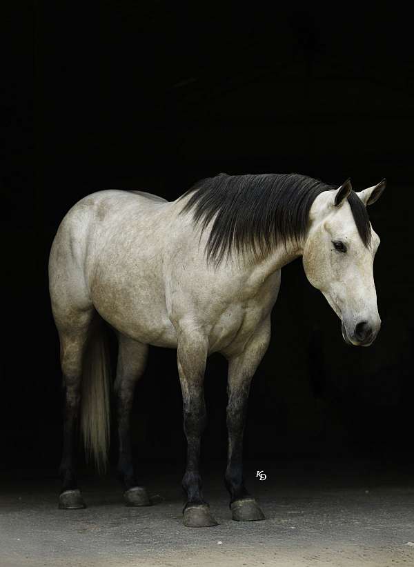 youth-quarter-horse