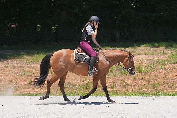 athletic-friesian-horse