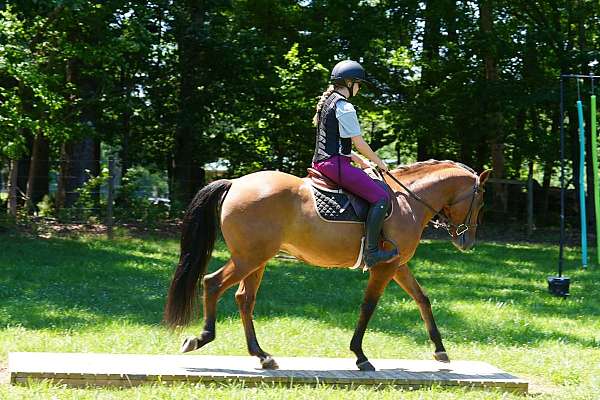 flashy-friesian-horse