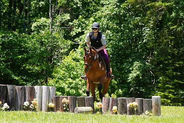 jumping-friesian-horse