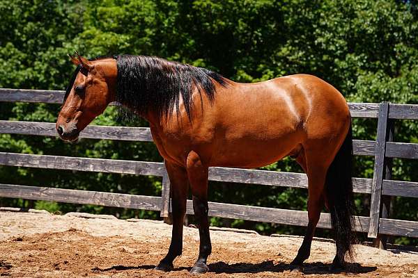 ridden-english-friesian-horse