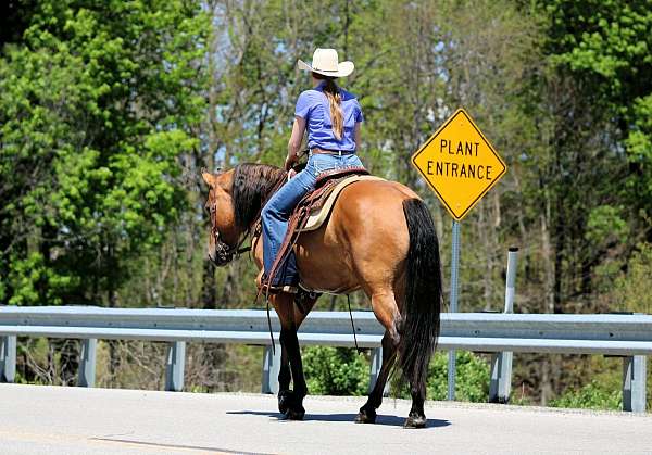 ridden-western-friesian-horse