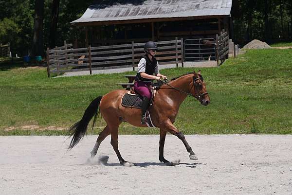 show-friesian-horse