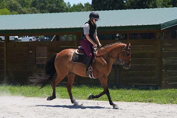 trail-friesian-horse