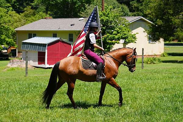 trail-riding-friesian-horse