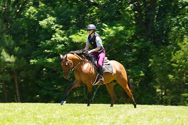 buckskin-friesian-gelding