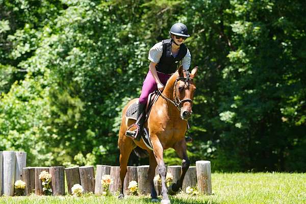 youth-friesian-horse