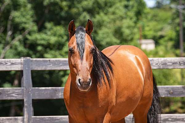 buckskin-all-around-horse