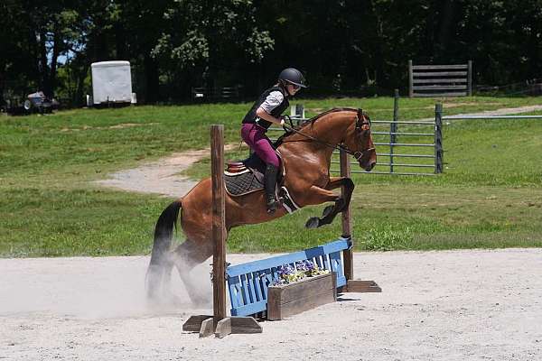 buckskin-athletic-horse