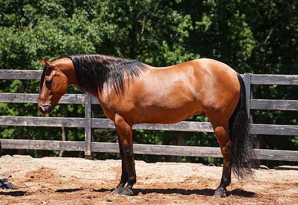 buckskin-jumping-horse