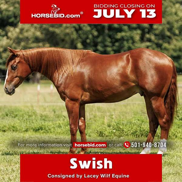 all-around-quarter-horse