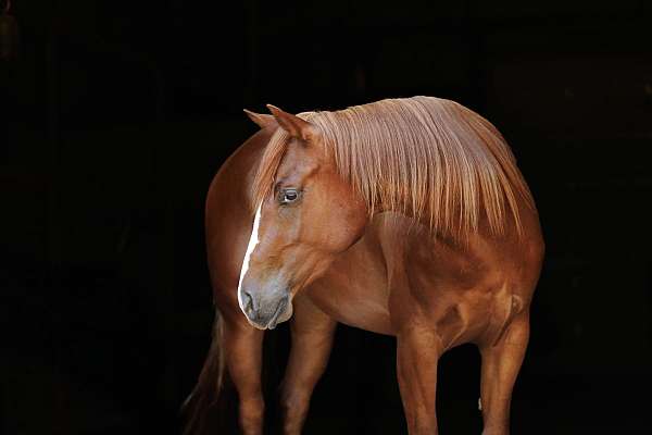 flashy-quarter-horse