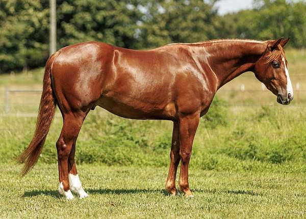 athletic-quarter-horse