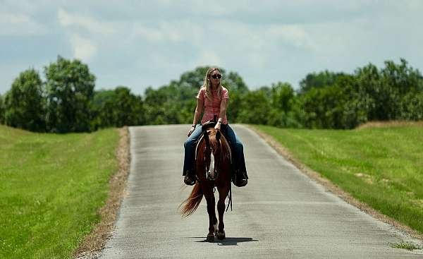 performance-quarter-horse