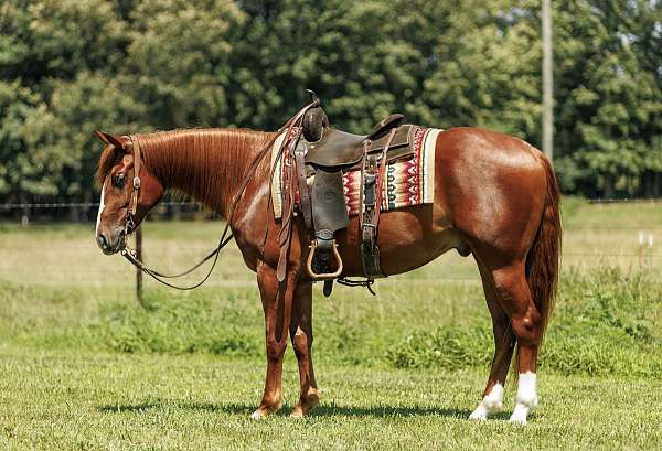 husband-safe-quarter-horse