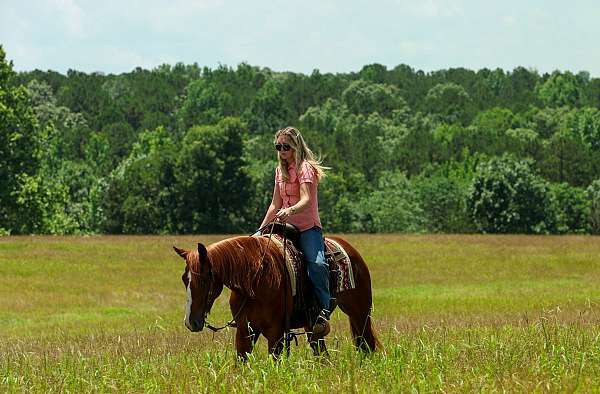 ranch-quarter-horse