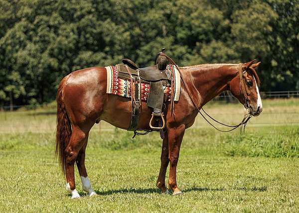 kid-safe-quarter-horse