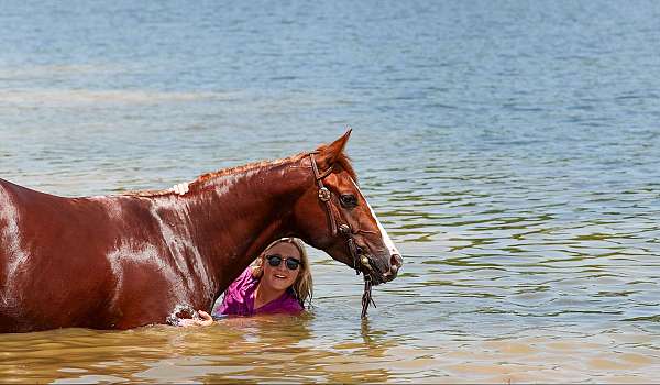 show-quarter-horse