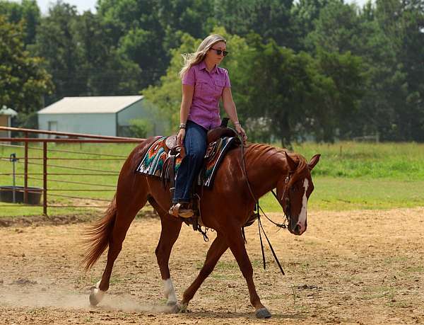 show-hack-quarter-horse