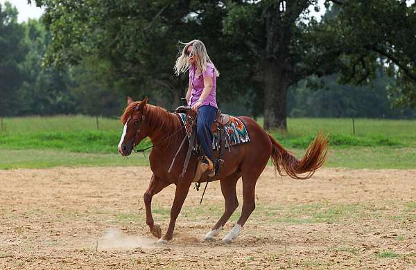 trail-quarter-horse