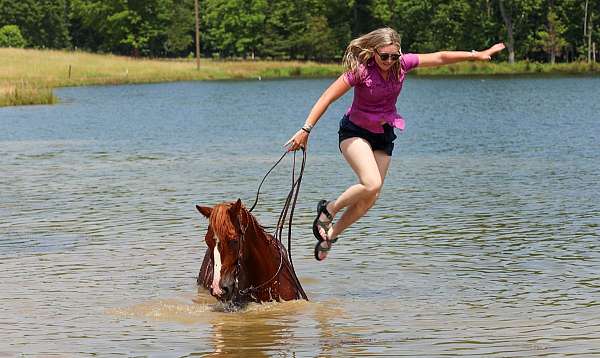 western-riding-quarter-horse