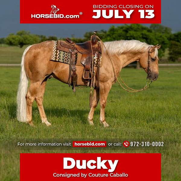 all-around-quarter-horse
