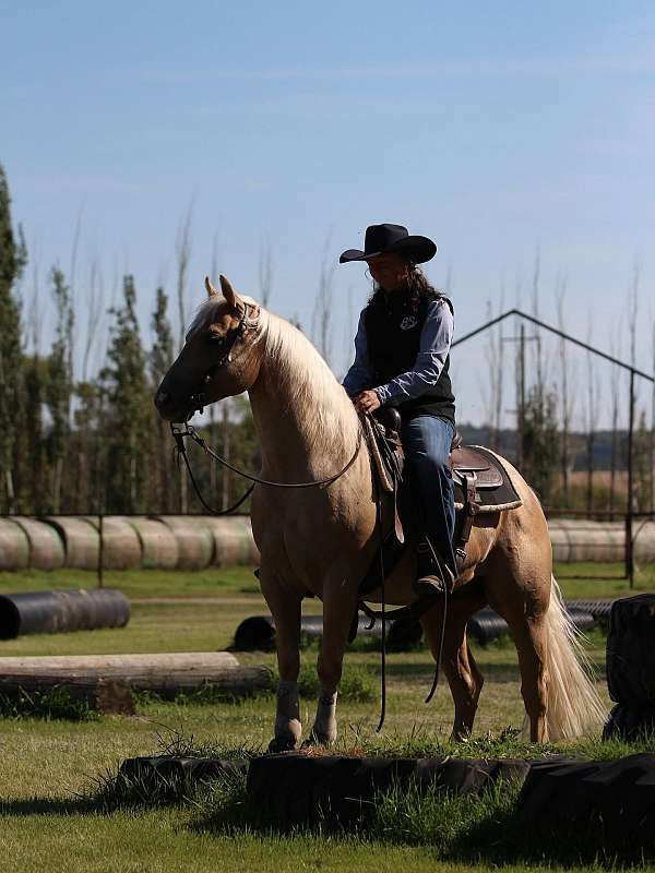 flashy-quarter-horse