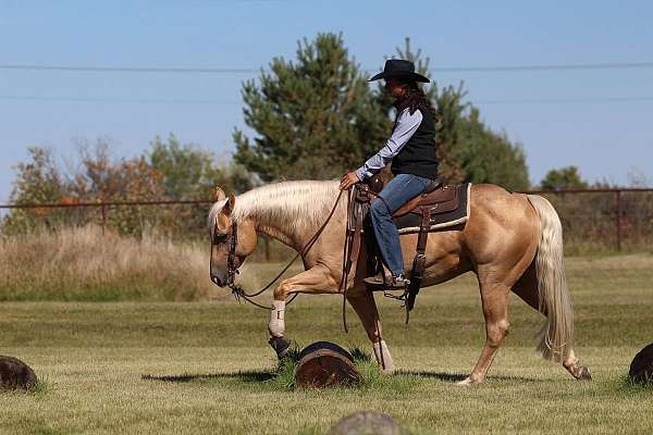 performance-quarter-horse