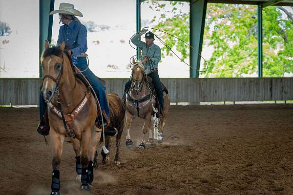 ranch-versatility-quarter-horse