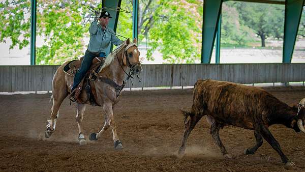 ranch-work-quarter-horse