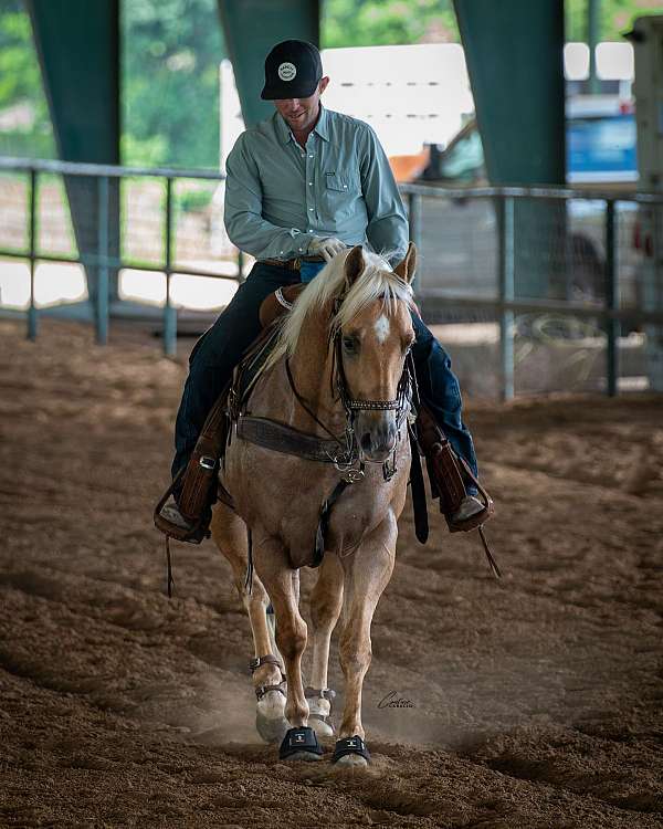 show-quarter-horse