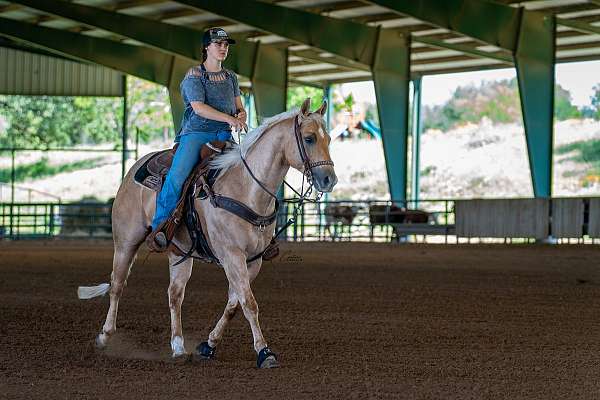 trail-quarter-horse