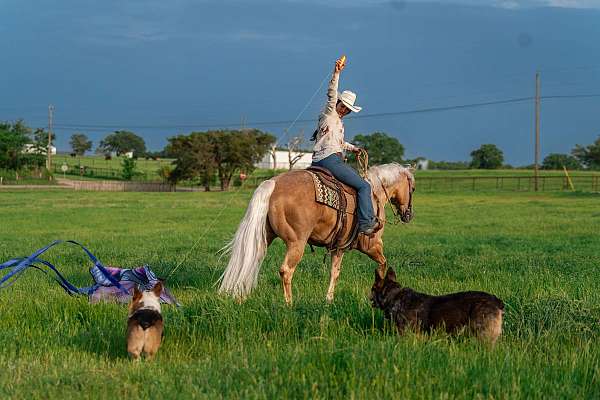 working-cattle-quarter-horse