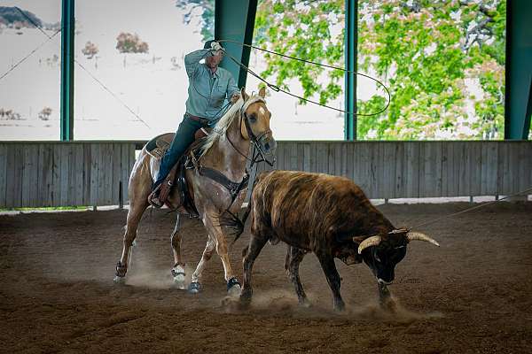 roping-quarter-horse