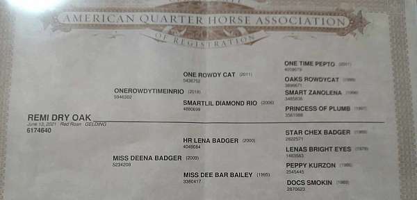 athletic-quarter-horse