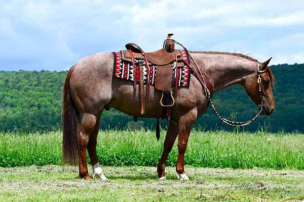 flashy-quarter-horse