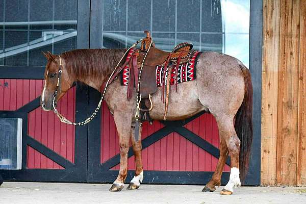 performance-quarter-horse