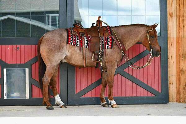 ranch-quarter-horse
