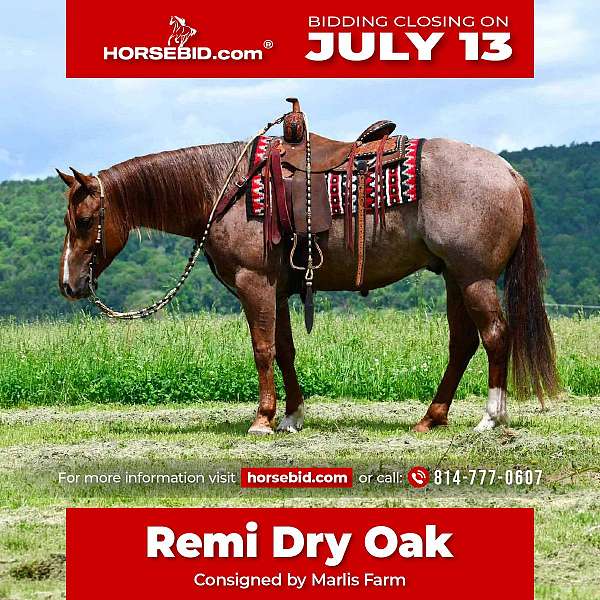 all-around-quarter-horse
