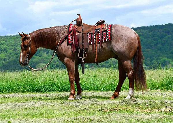 ranch-versatility-quarter-horse