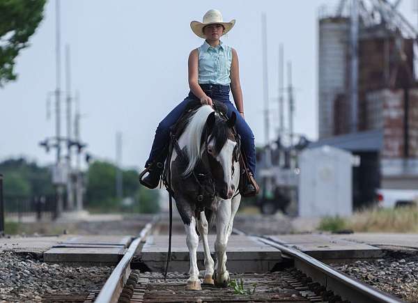 athletic-quarter-horse