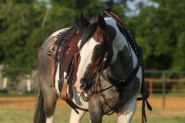 husband-safe-quarter-horse
