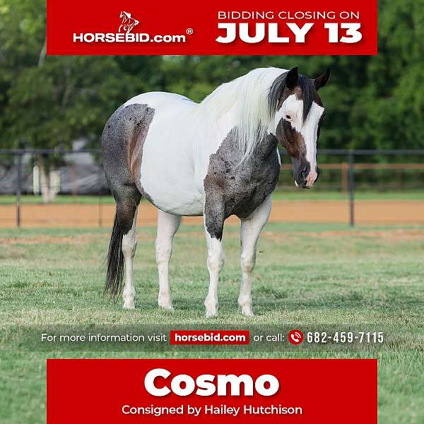 all-around-quarter-horse
