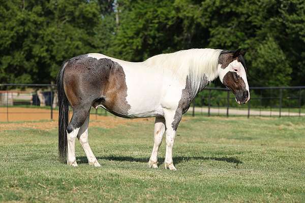 ranch-quarter-horse