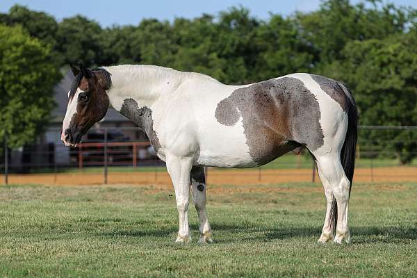 ranch-versatility-quarter-horse