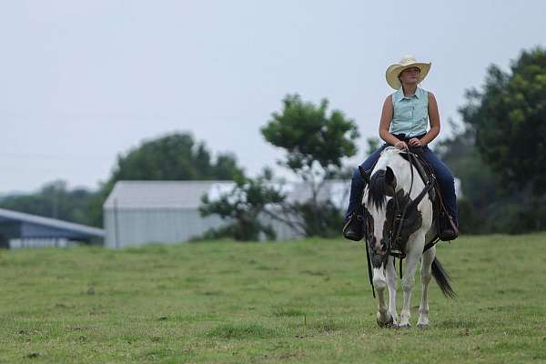 show-quarter-horse