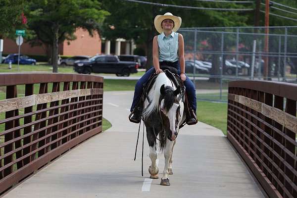 trail-quarter-horse