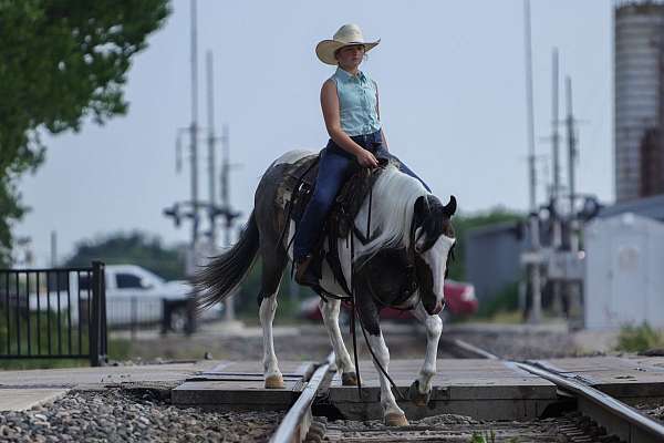 western-riding-quarter-horse
