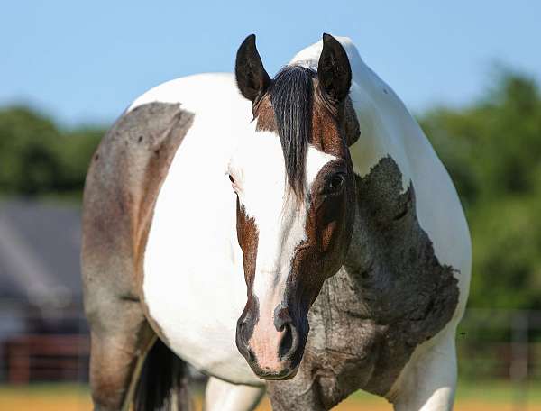 ranch-work-quarter-horse